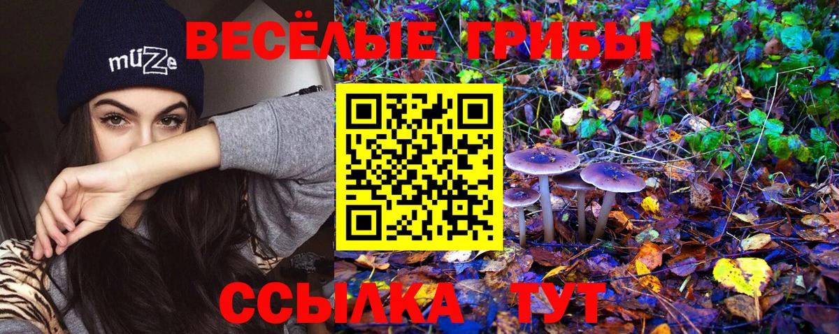 Галлюциногенные грибы Psilocybe Северодвинск