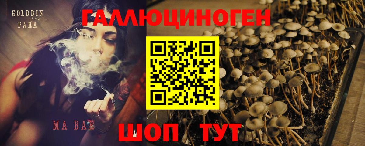 Северодвинск  Псилоцибиновые грибы MAGIC MUSHROOMS  наркотики  Вход с VPN  Галлюциногенные грибы GOLDEN TEACHER 